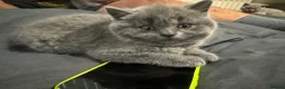 British Shorthair cats for sale: British Shorthair blue and lilacs - Advert 22