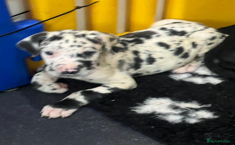 Great Dane dogs - Advert 3
