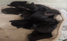 Oriental cats for sale: Oriental Mixed Breed - Image 10