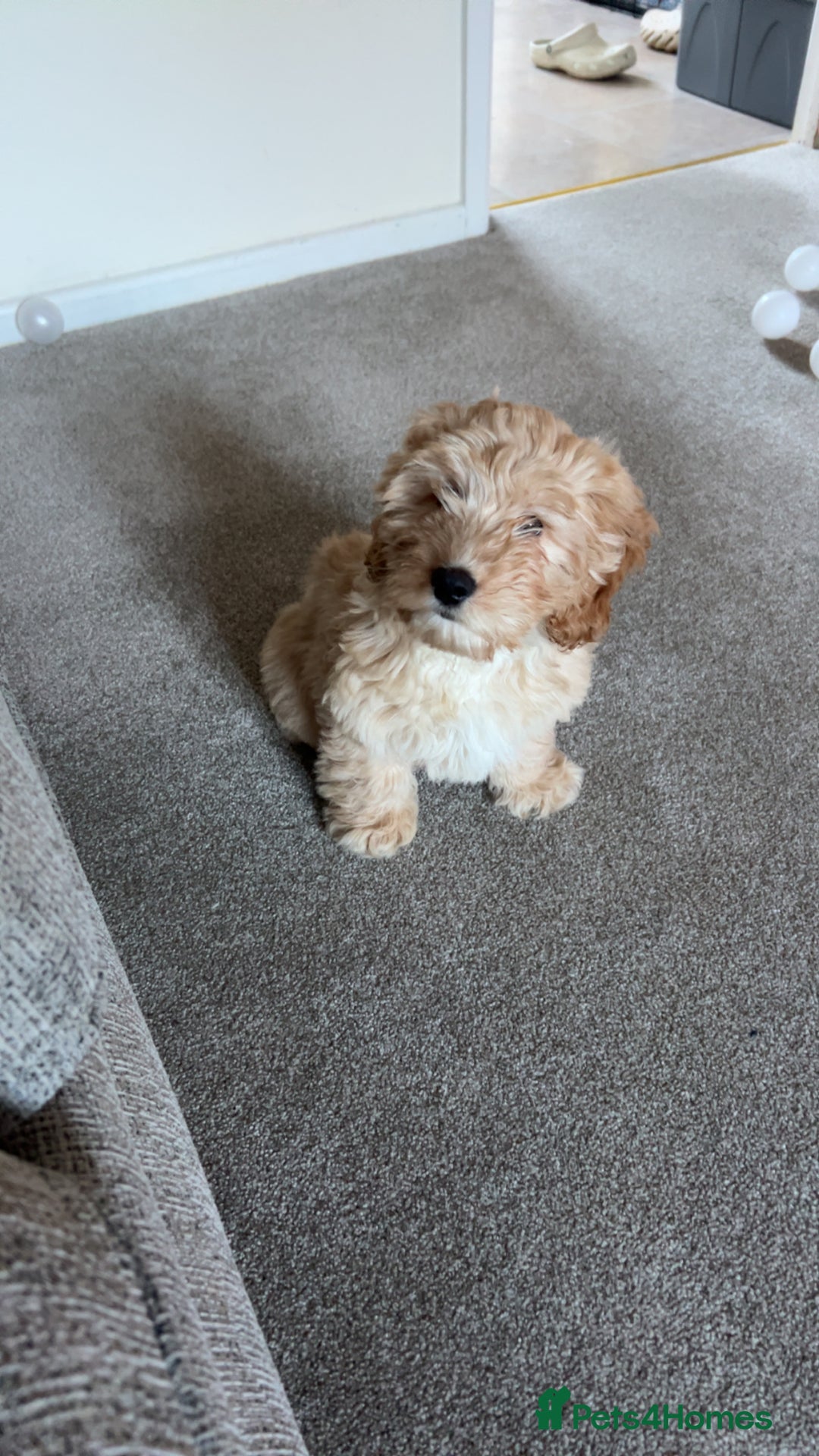 Cockapoo dogs for sale: 4 month old female Cockapoo  - Advert 8