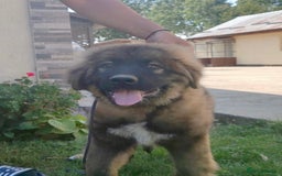 Caucasian Shepherd Dog dogs for sale: Russian champion blood line Caucasian puppy 1 male - Image 4