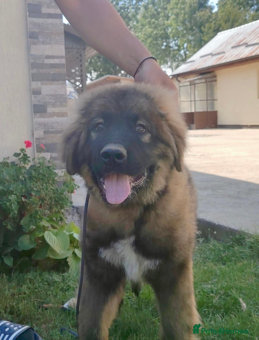 Caucasian Shepherd Dog dogs for sale: Russian champion blood line Caucasian puppy 1 male - Image 4
