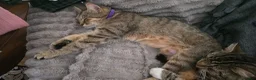 Mixed Breed cats for sale: Two cats looking for home - Advert 2