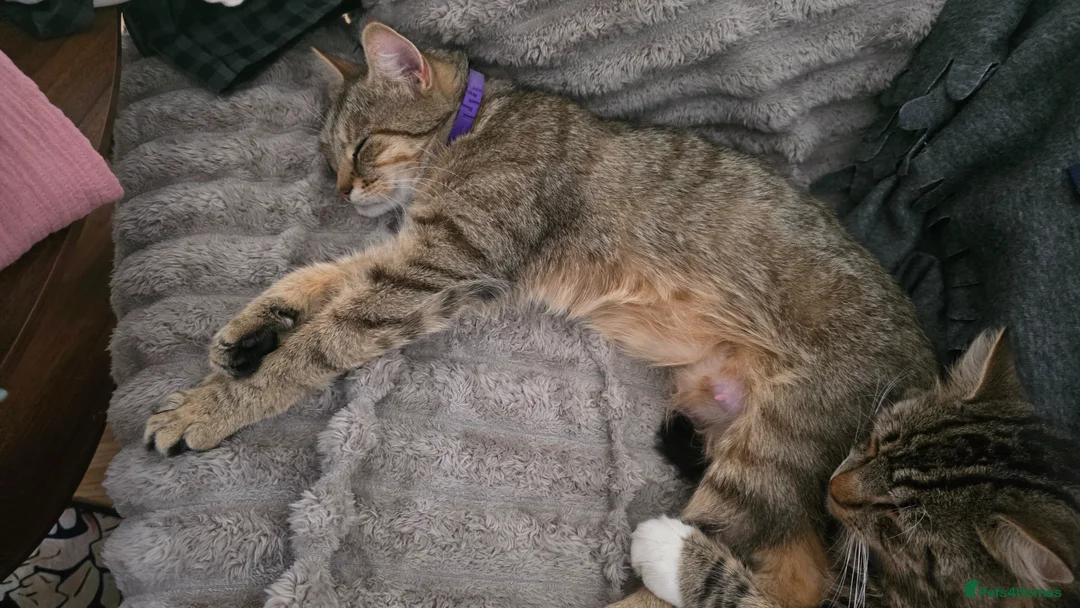 Mixed Breed cats for sale: Two cats looking for home - Advert 2