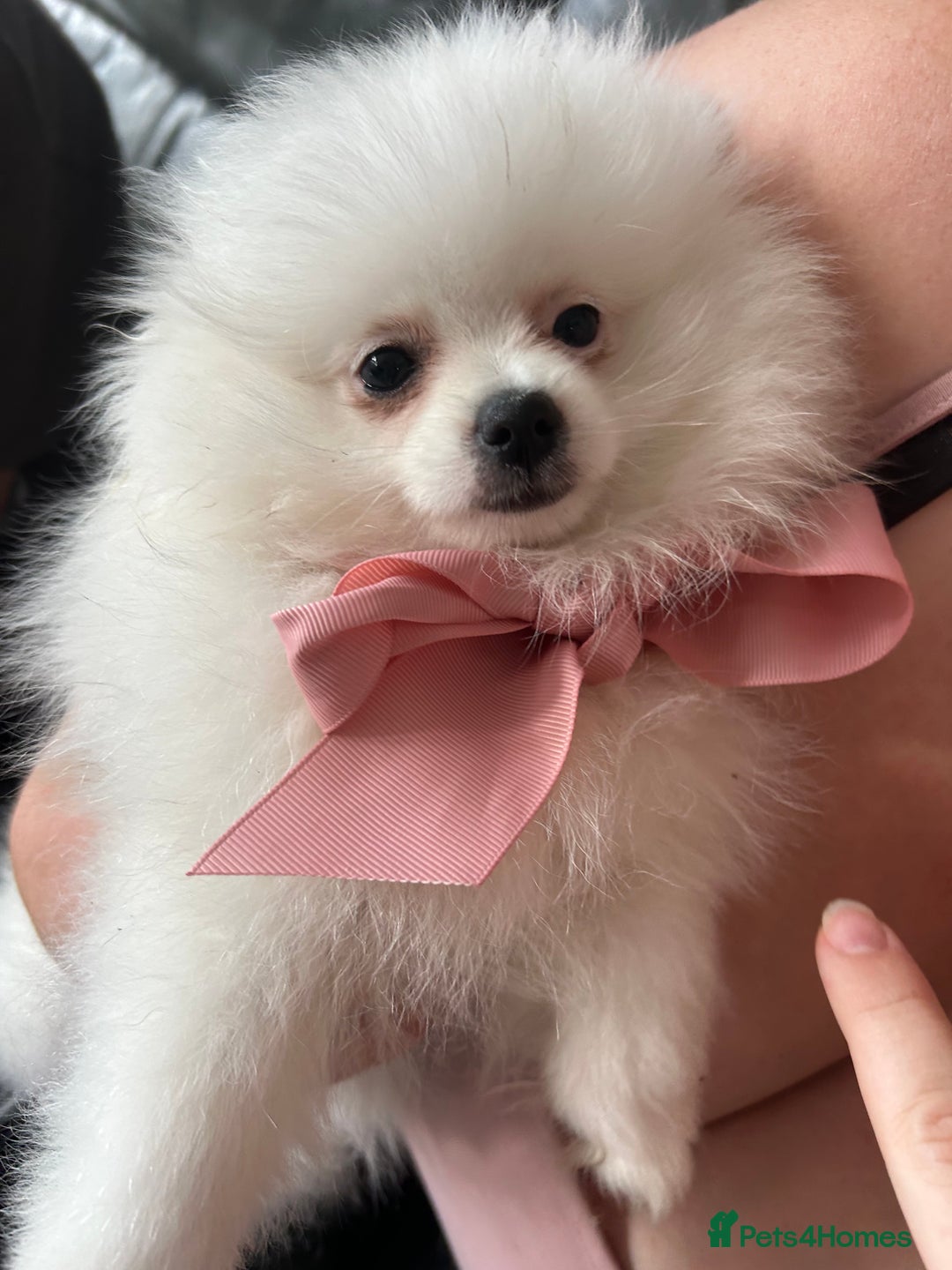 Pomeranian dogs for sale: Tiny Pomeranian Girl Puppy READY NOW - Image 24
