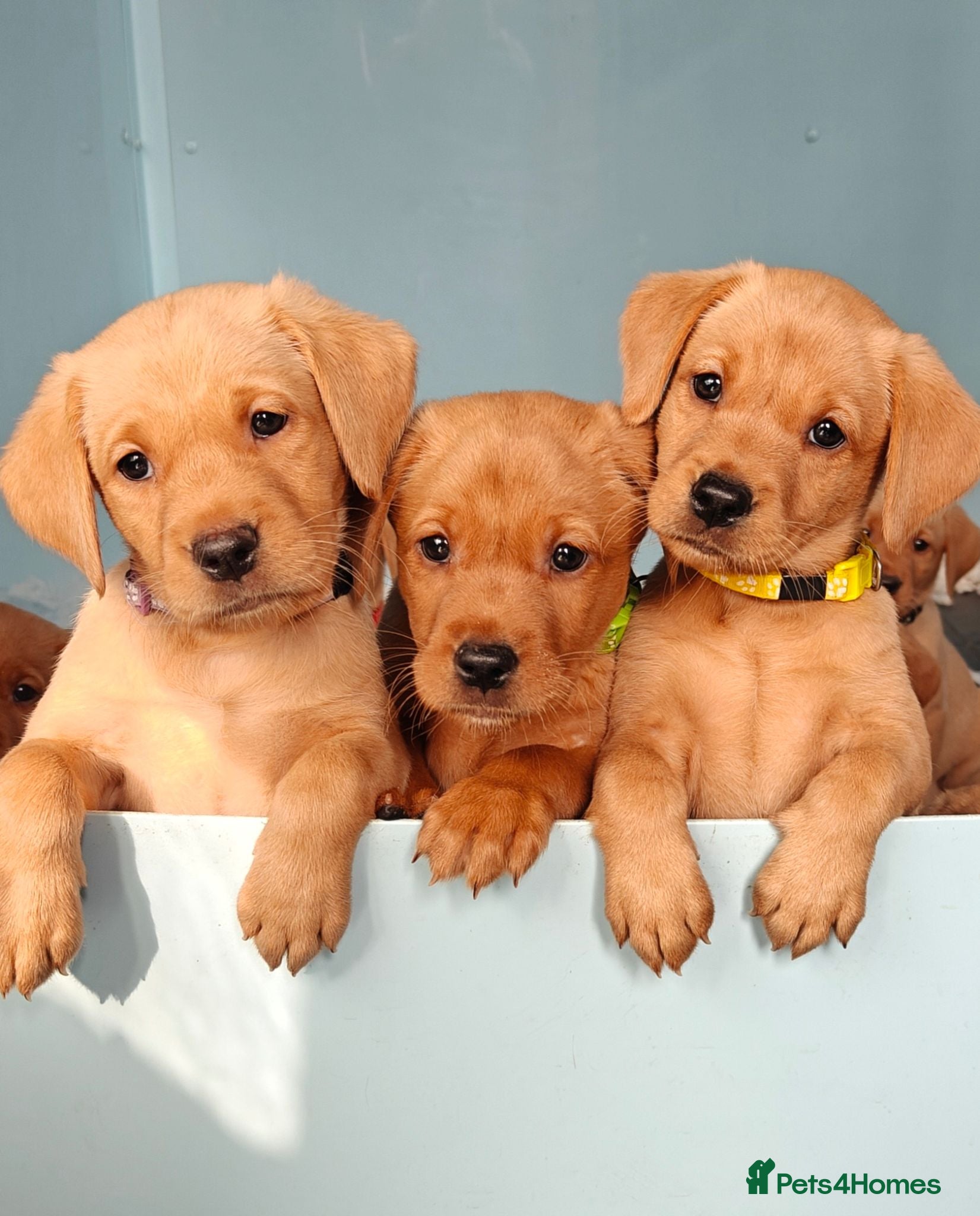 Labrador Retriever dogs Kc Reg Fox Red Labs From Health Tested Parents  - Advert 1