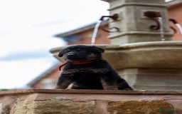 German Shepherd dogs for sale: Pedigree German Shepherd pups for sale - Image 5