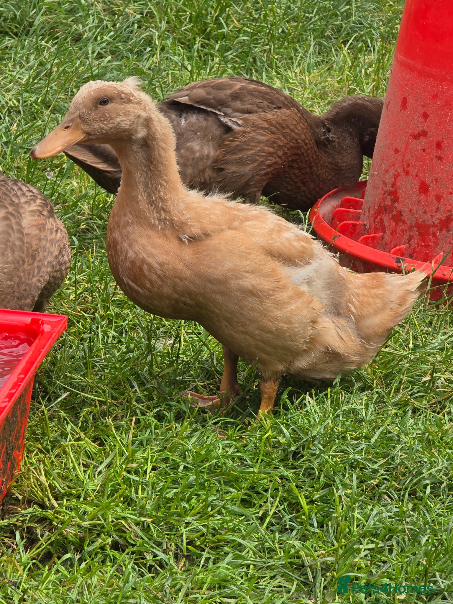 Ducks poultry Buff Orpington ducklings/growers - Advert 9