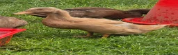 Ducks poultry for sale: Buff Orpington Ducks & Drakes - Advert 2