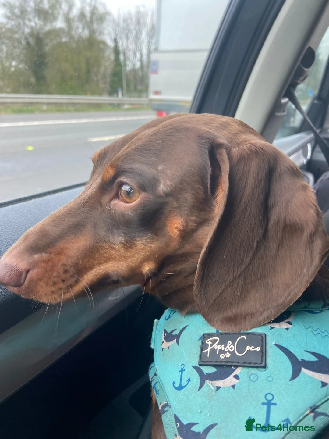 Miniature Dachshund dogs for sale: Dash.  - Advert 4