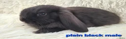 Mini Lop rabbits for sale: Baby Mini Lop Rabbits for sale - Advert 10