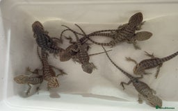 Bearded Dragon reptiles for sale: 🔥🔥🔥 BABY BEARDED DRAGONS 🔥🔥🔥 - Image 3