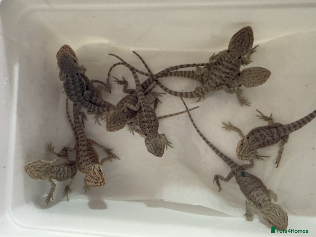 Bearded Dragon reptiles for sale: 🔥🔥🔥 BABY BEARDED DRAGONS 🔥🔥🔥 - Image 3