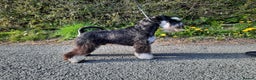 Miniature Schnauzer dogs for stud: Handsome KC Reg B/S Miniature Schnauzer at Stud in Wrexham - Advert 2