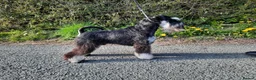 Miniature Schnauzer dogs for stud: Handsome KC Reg B/S Miniature Schnauzer at Stud in Wrexham - Advert 2