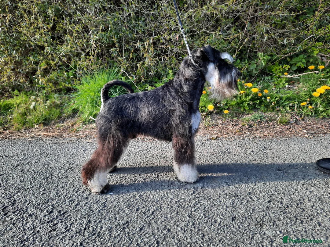 Miniature Schnauzer dogs for stud: Handsome KC Reg B/S Miniature Schnauzer at Stud in Wrexham - Advert 2