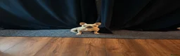 French Bulldog dogs for sale: French Bulldog  - Advert 1