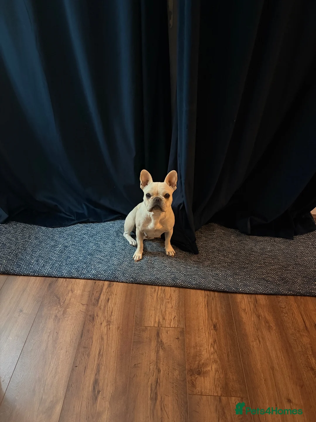 French Bulldog dogs for sale: French Bulldog  - Advert 1
