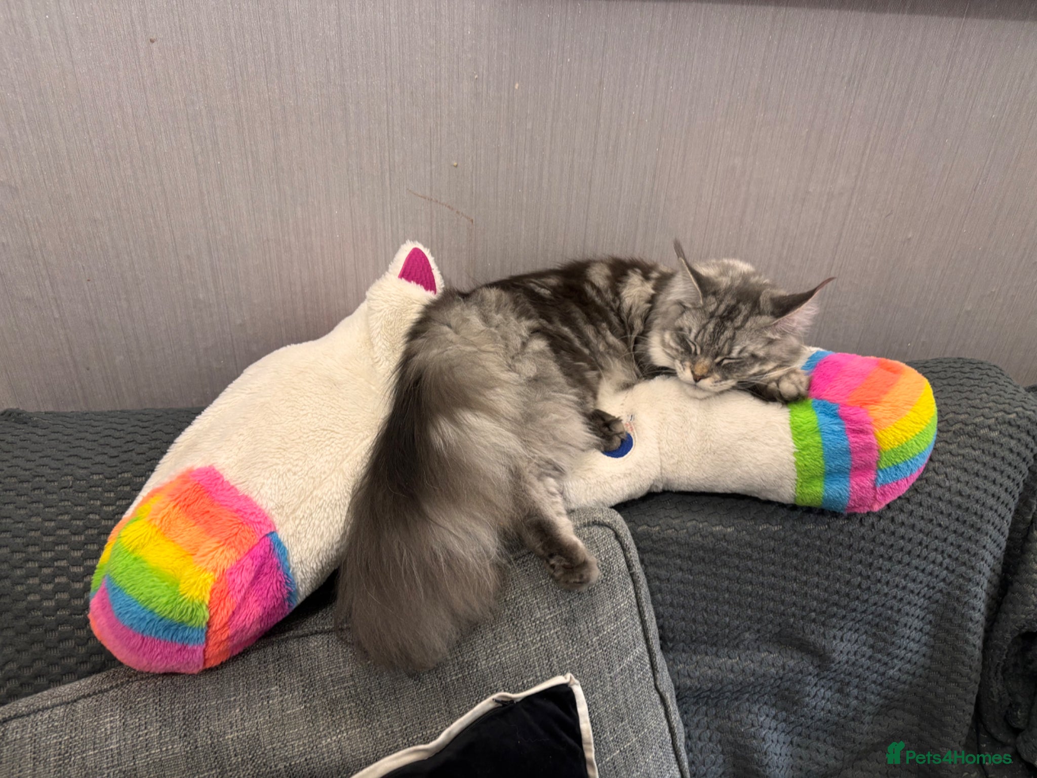 Maine Coon cats for sale: Sad rehoming Maine coon Bella - Advert 3