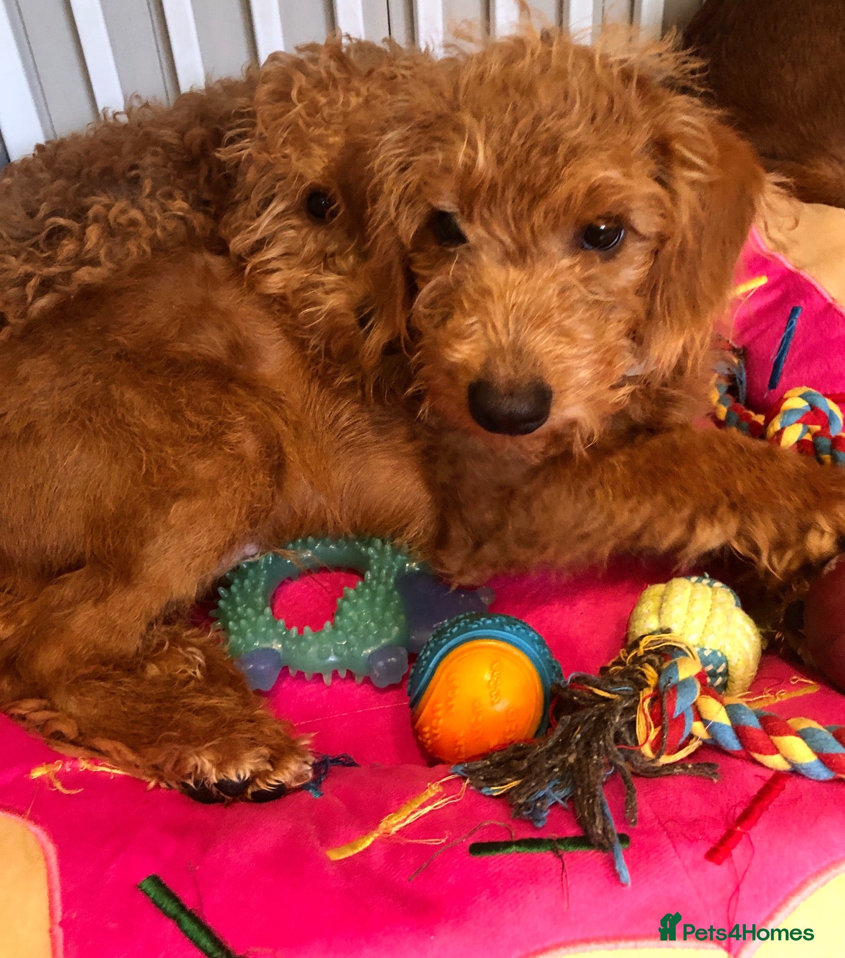 Labradoodle dogs keiras red fox miniature labradoodles  - Advert 1