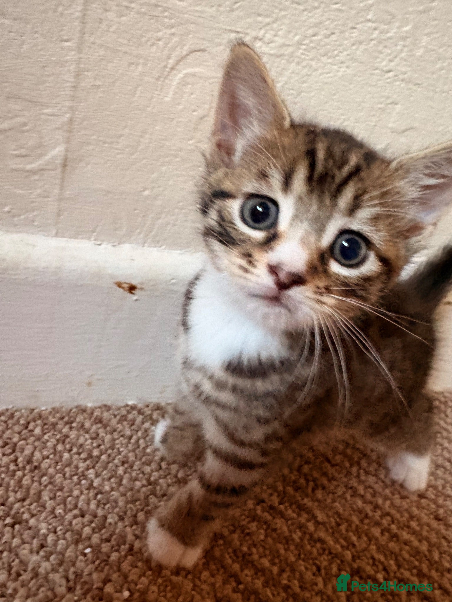 Mixed Breed cats Gorgeous kittens - Advert 7