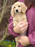 Miniature Dachshund dogs - Advert 12