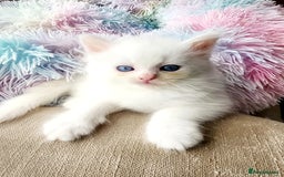 Siberian cats for sale: Siberian kittens are looking for a forever home🌹 - Image 5