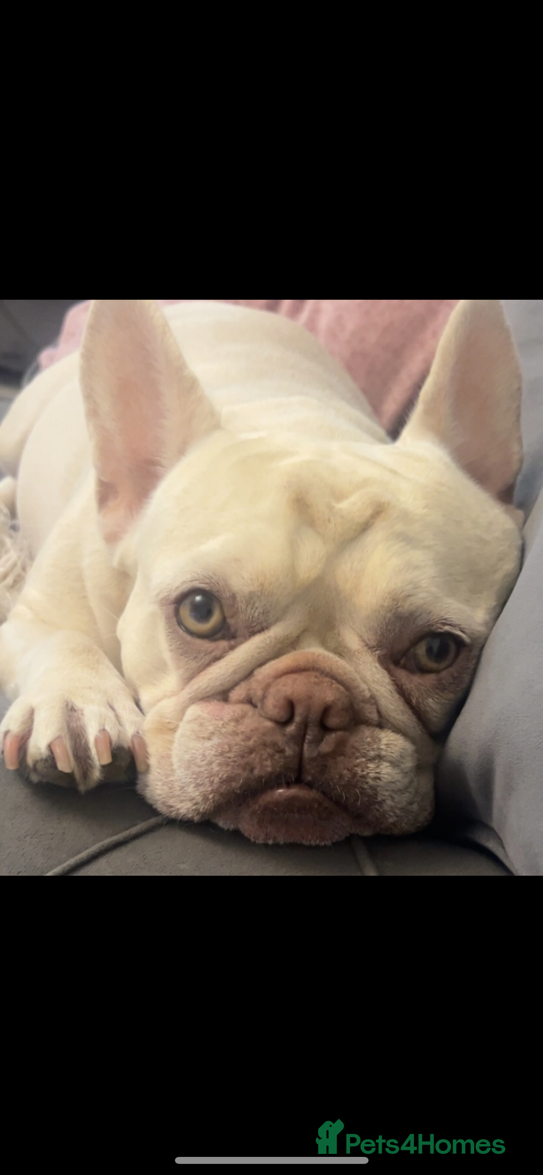 French Bulldog dogs for sale: 4 Panel Health Tested Parents  - Advert 7