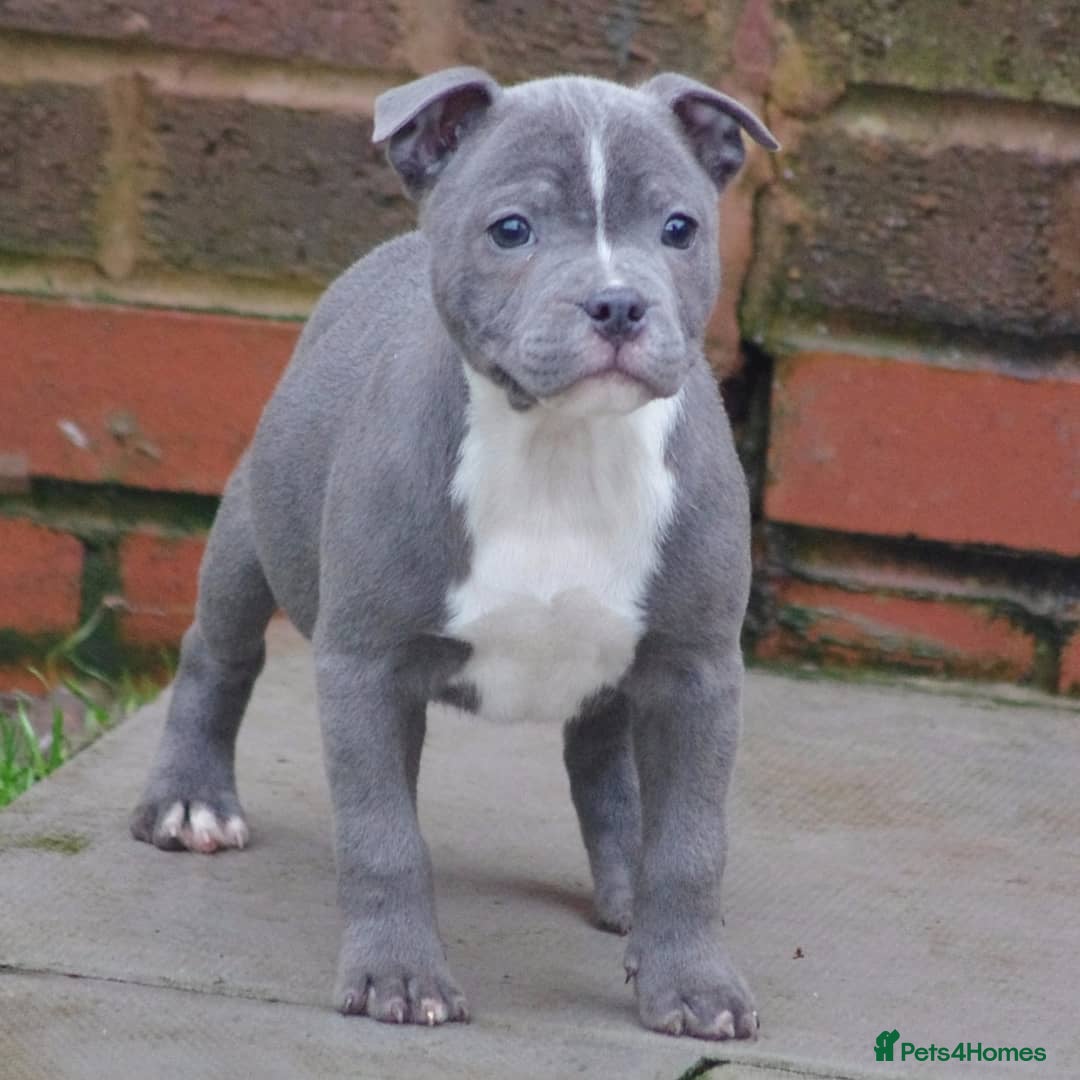 Staffordshire Bull Terrier dogs for sale: SOLID BLUE TEDDY BEARS STAFFS 🐻  - Advert 10