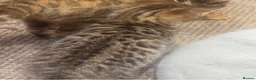 Bengal cats for sale: Bengal kittens  - Advert 6