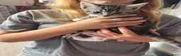 Mixed Breed cats for sale: 8 gorgeous kittens  - Advert 5