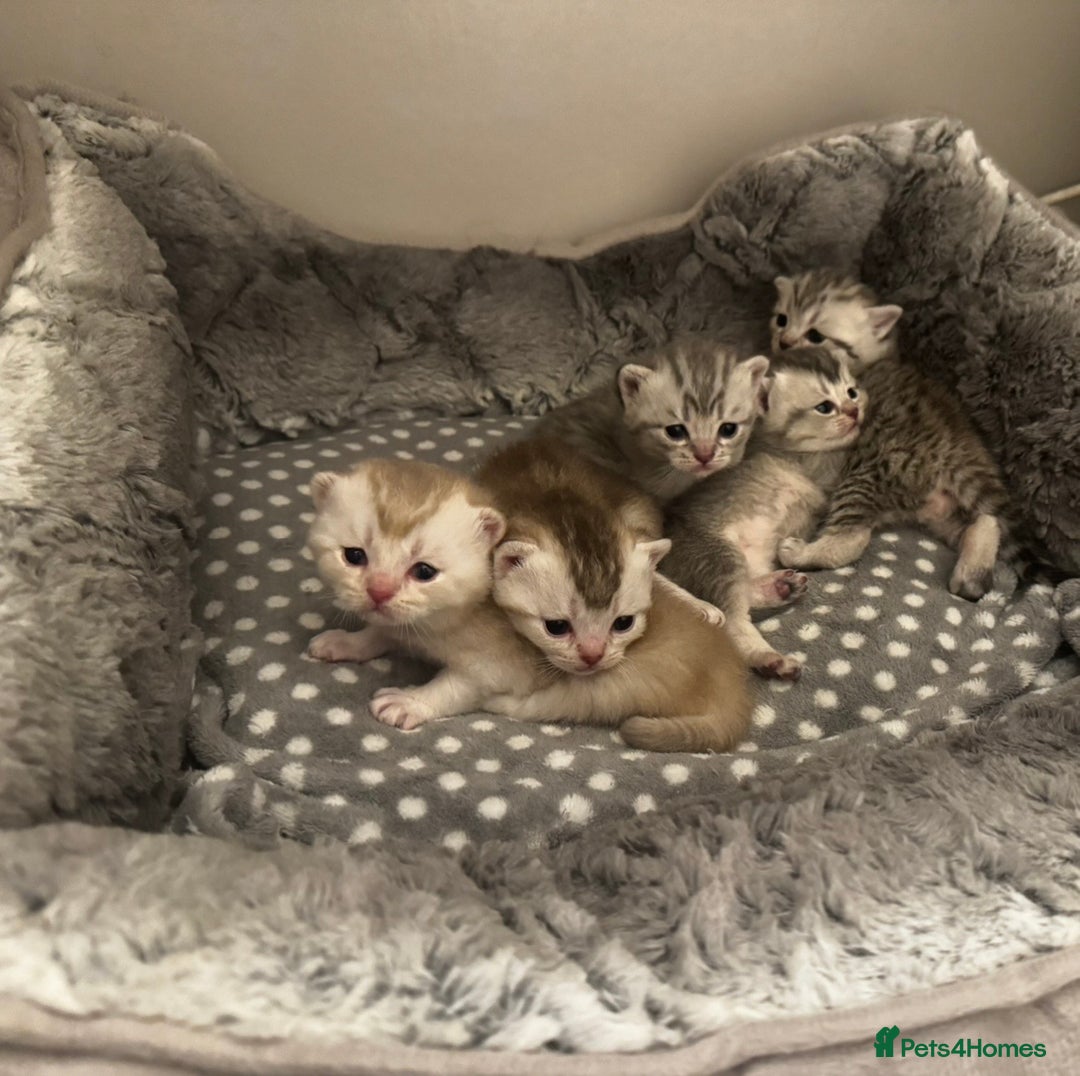 British Shorthair cats for sale: 🐾 Beautiful British Shorthair Kittens 🐾 - Advert 2