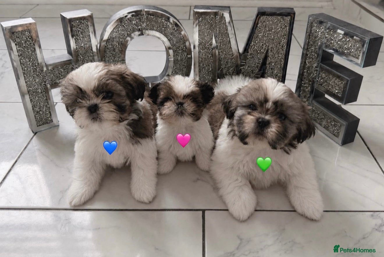 Shih Tzu dogs PURE💯TINY SHIH TZU PUPPIES😍READY🩷💚💙 - Advert 14