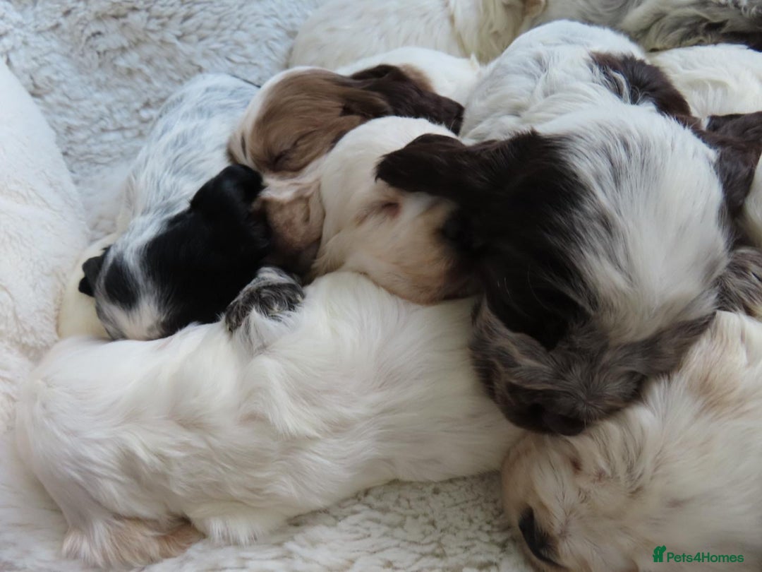 Cocker Spaniel dogs for sale: ❤️‍🔥❤️‍🔥💥Show Type Cocker Spaniel Puppies - Advert 11