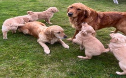 Golden Retriever dogs for sale: Beautiful Red KC Golden Retriver Puppies  - Image 10