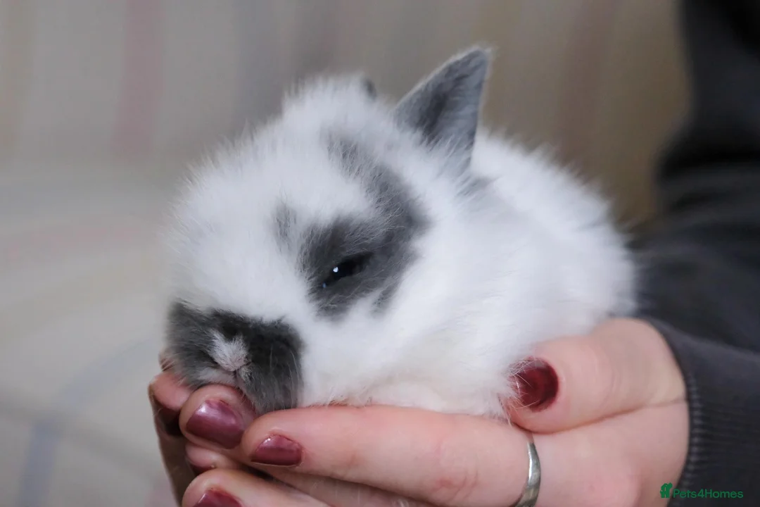 Lionhead rabbits for sale: 🐇Beautiful LionHead Rabbits 🐇 in Diss - Advert 3