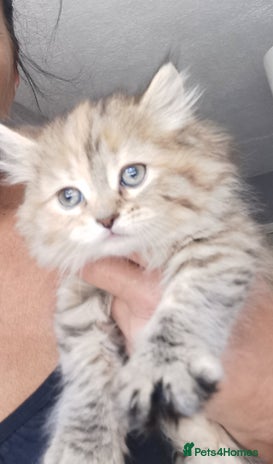 Persian cats - Advert 7