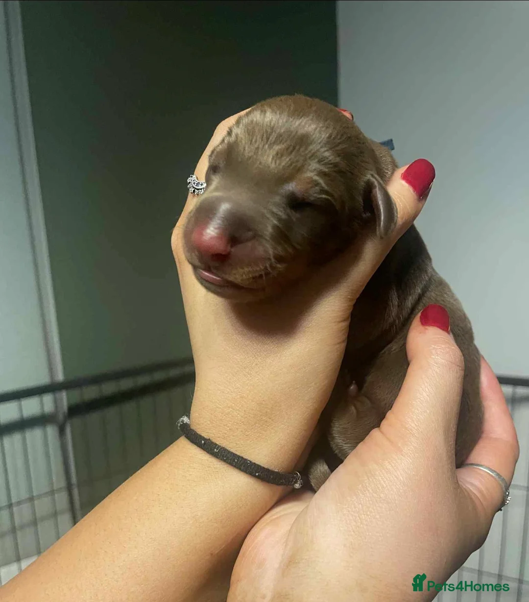 Dobermann dogs for sale: Chocolate & Isabella Doberman puppies for sale  - Advert 14