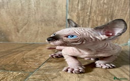 Sphynx cats for sale: Canadian sphinx kittens blue eyes girls  - Image 1