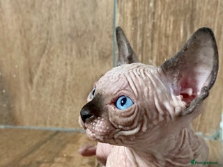 Sphynx cats - Advert 5