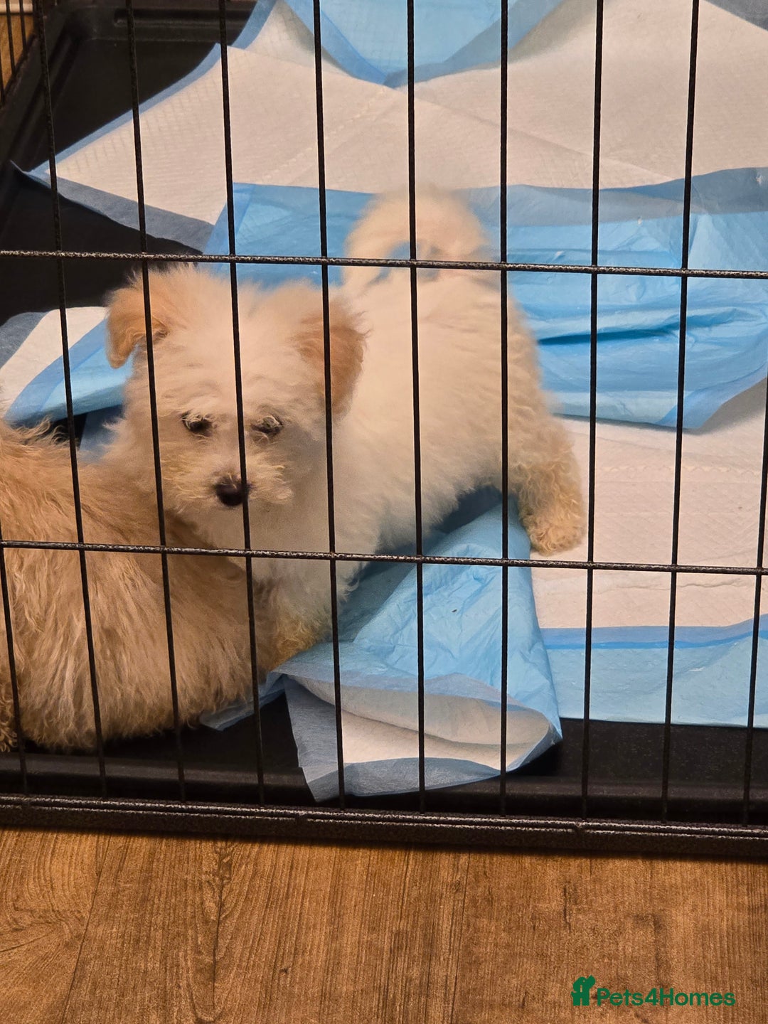 Poochon dogs for sale: Poochon  - Advert 14