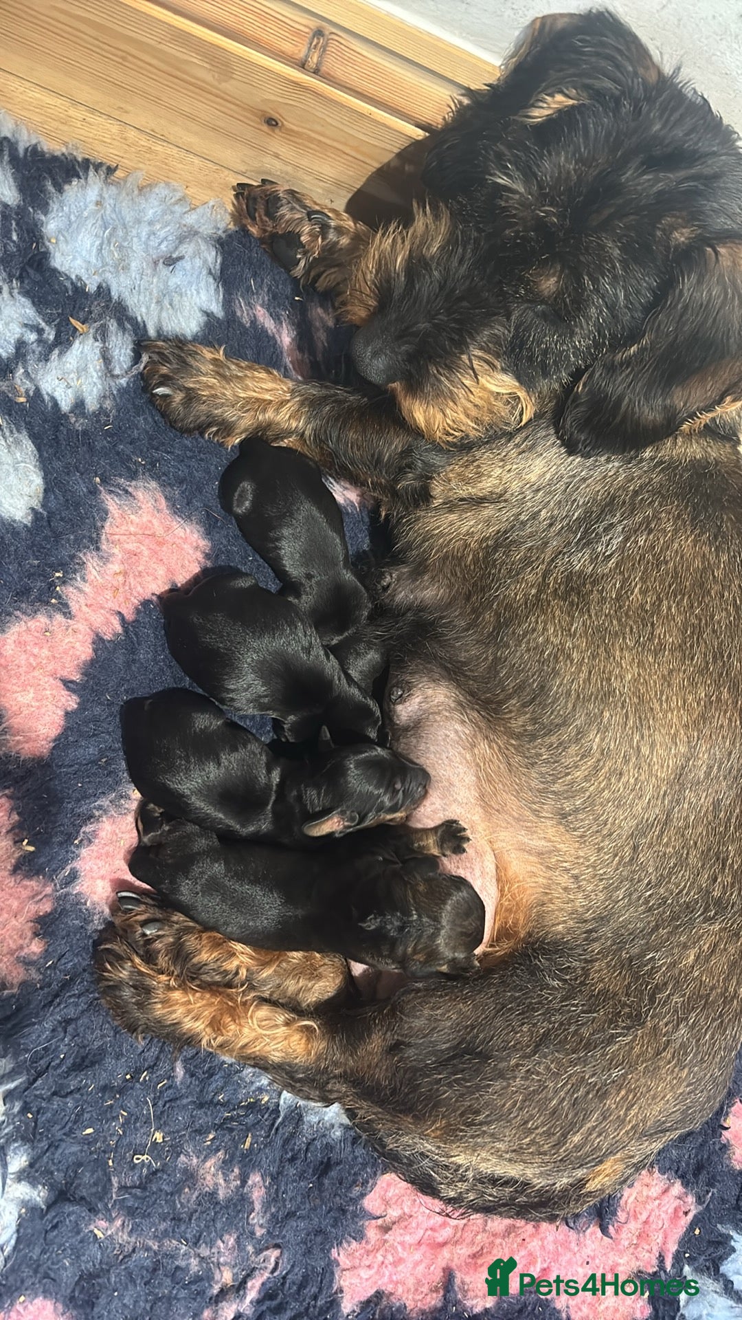 Dachshund dogs 2 male Standard Wirehaired Dachshund puppies  - Advert 2