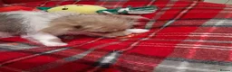 Mixed Breed dogs for sale: Puppies ready for forever homes  - Advert 7