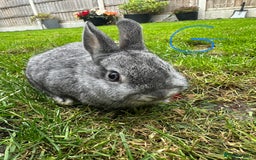 Netherland Dwarf rabbits for sale: Netherland Dwarf Rabbits For Sale  - Image 9
