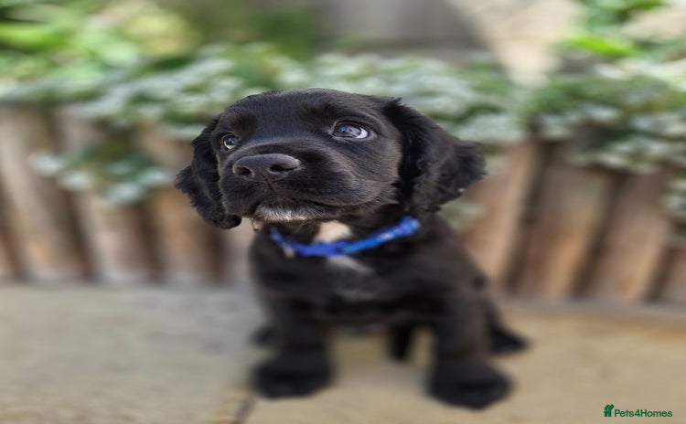 Cocker Spaniel dogs - Advert 3