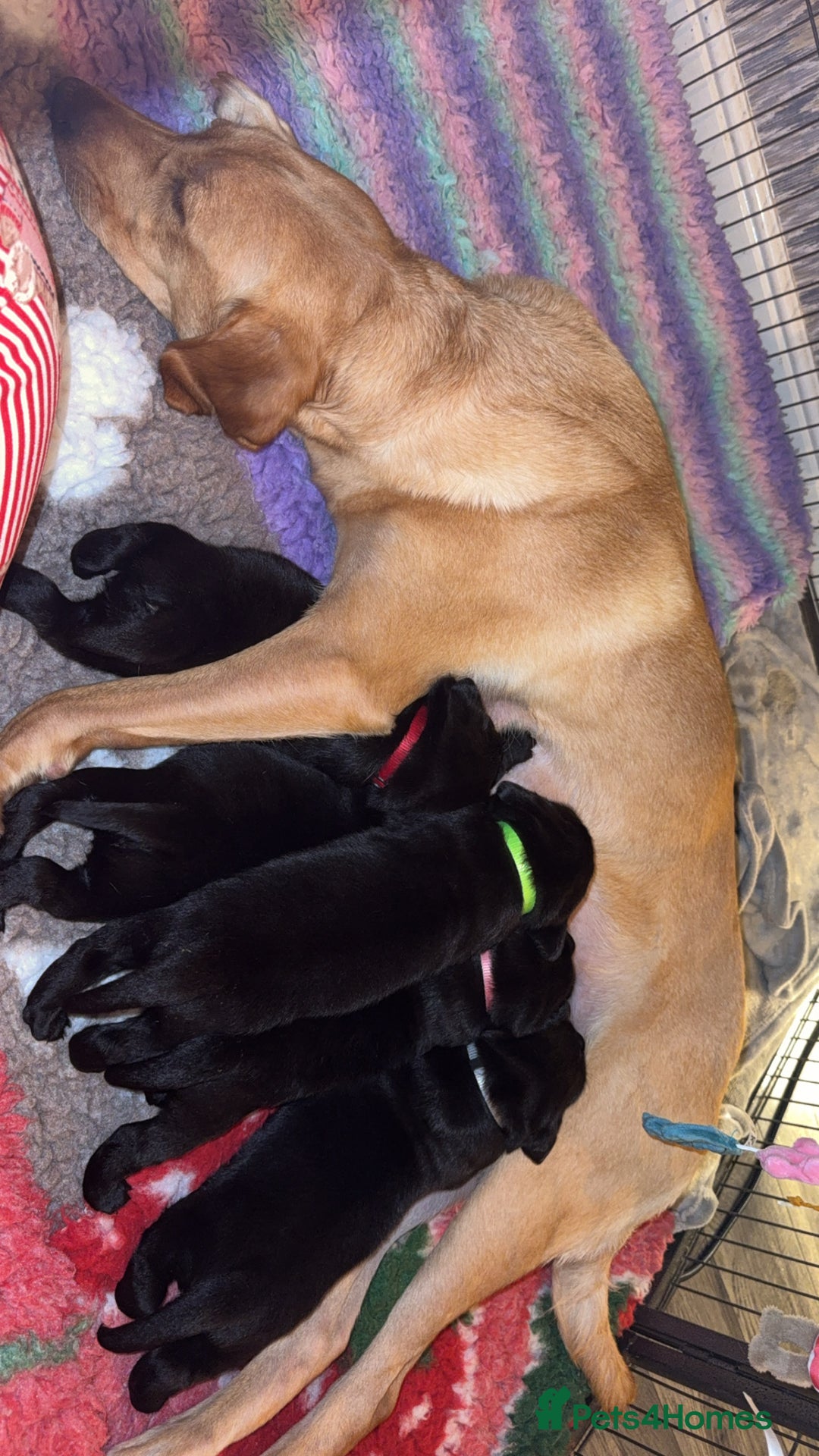 Labrador Retriever dogs for sale: (REDUCED) KC registered Labradors  - Advert 9