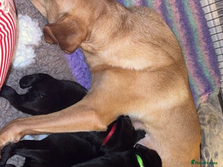 Labrador Retriever dogs KC registered Labrador - Advert 1