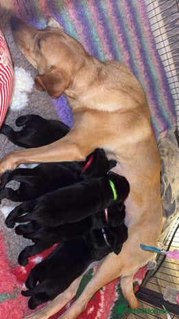 Labrador Retriever dogs KC registered Labrador - Advert 1