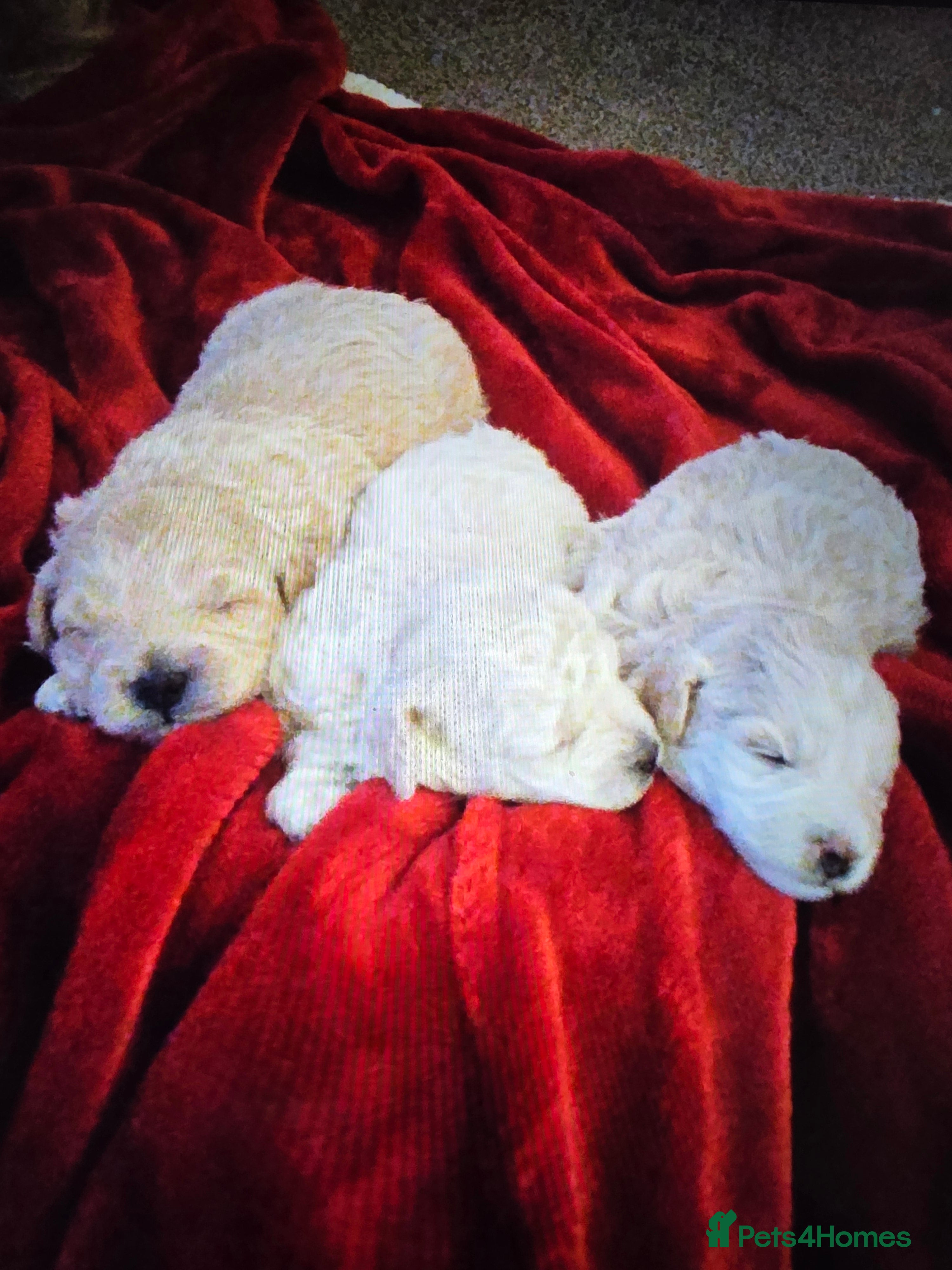 Maltipoo dogs 🐾 Beautiful Maltipoo Puppies  - Advert 3