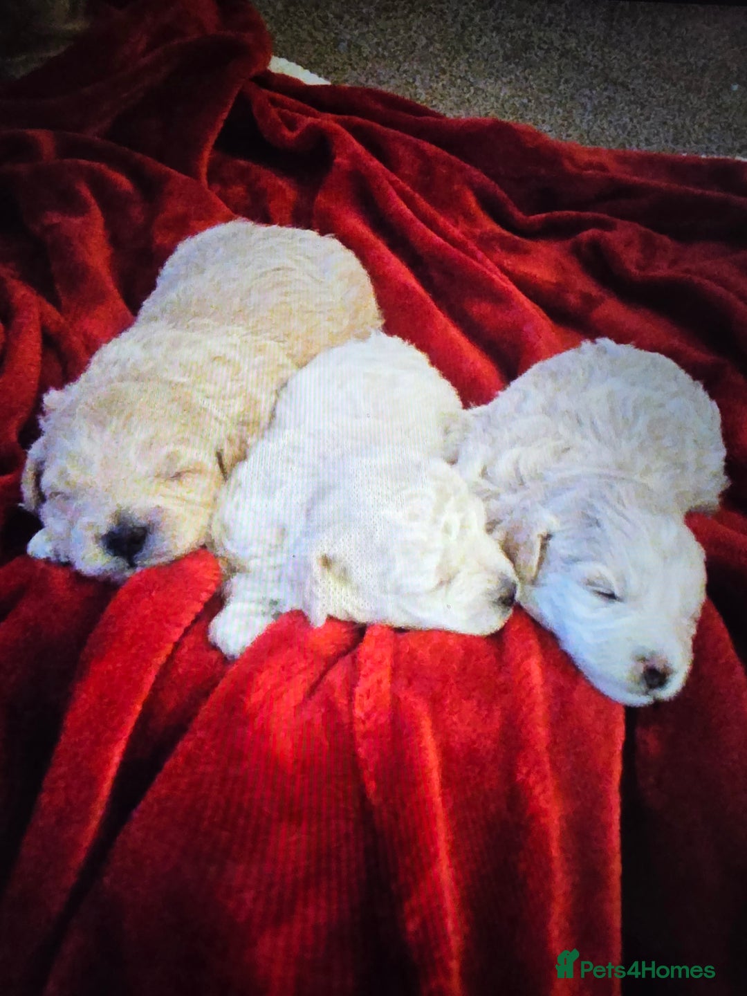 Maltipoo dogs for sale: 🐾 Beautiful Maltipoo Puppies  - Advert 1